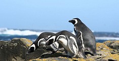 Pinguini di Magellano Pinguini di Magellano - Viaggio in Argentina