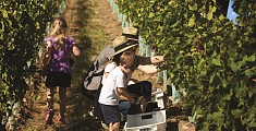 Tra i vigneti cileni Tra i vigneti cileni - Viaggio in Cile