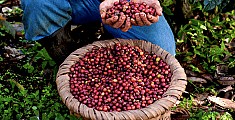 Coffee Tour Coffee Tour
