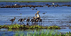 Delta Orinoco Delta Orinoco