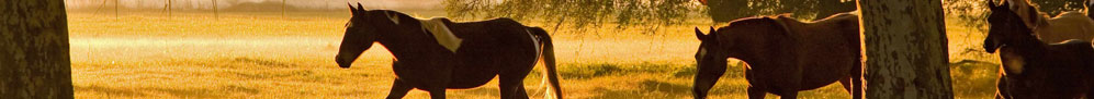 Argentina > Natura straordinaria - &copy; archivio Ruta 40 -