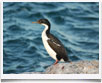 Argentina Ecoturismo Bahia Bustamante - � archivio Ruta 40 -