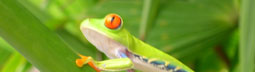 Costa Rica - © Ruta 40 - Costa Rica - © Ruta 40 -