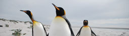Viaggio alle Falklands - © Ruta 40 - Viaggio alle Falklands - © Ruta 40 -
