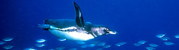 Galapagos - © archivio Ruta 40 - Galapagos - © archivio Ruta 40 -